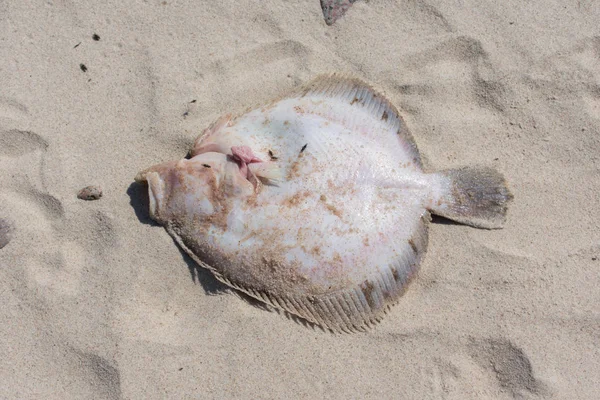 Dead European flounder (Platichthys flesus) fish with intestines out in beach sand