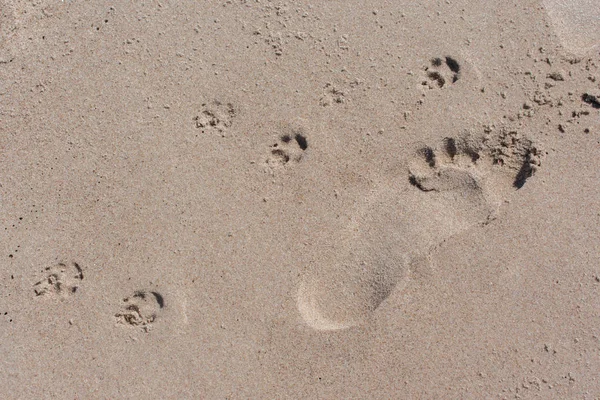 Tek insan yalınayak ve köpek pençeleri kumsalda iz bırakır.