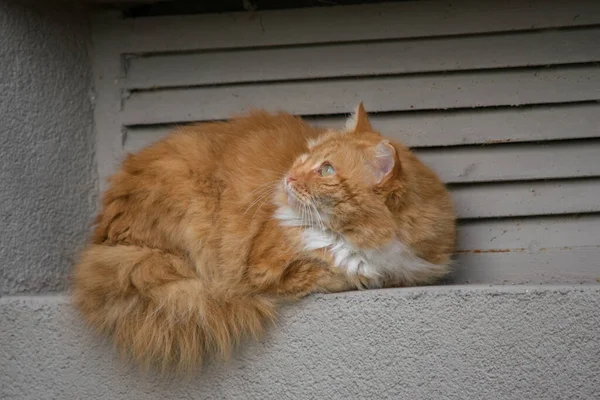 Hermoso Gato Pelirrojo Pelo Largo Sentado Cornisa Mirando Hacia Arriba —  Fotos de Stock