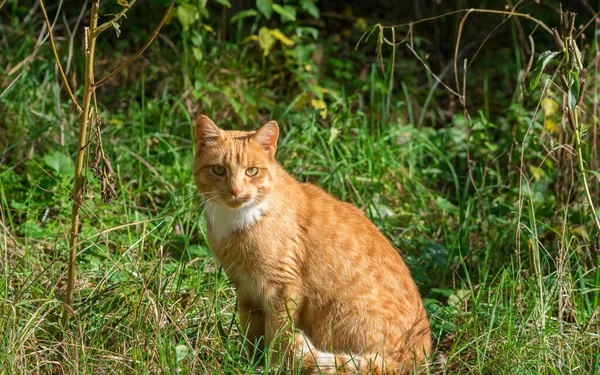 Hermoso Gato Jengibre Con Bigotes Largos Fondo Naturaleza Verde —  Fotos de Stock