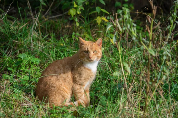 Прекрасная Рыжая Кошка Длинными Усами Зеленый Фон Природы — стоковое фото