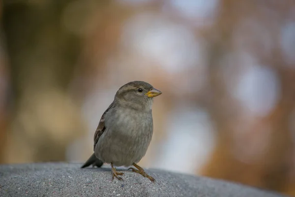 Воробей Passer Domesticus Стоящий Бетонном Заборе — стоковое фото