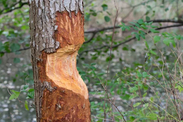 Свежесъеденное Дерево Бобра Лесу — стоковое фото