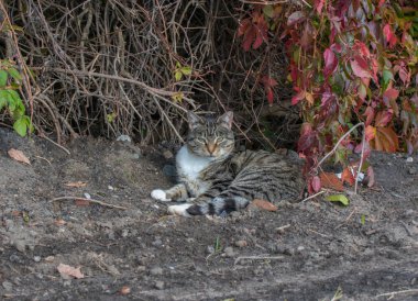 Siyah çizgili, arka planda bitkiler olan güzel bir ev kedisi..
