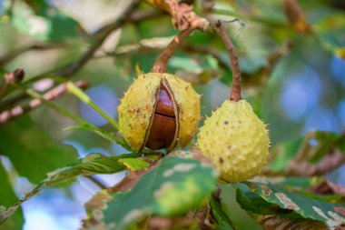 Açılmış at kestanesi (Aesculus hippocastanum) ağaç dalından sarkan conker kabuğu.