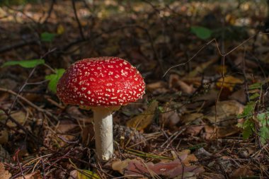 Ormanda güzel kırmızı zehirli sinek mantarı (Amanita muscaria).
