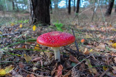 Ormanda güzel kırmızı zehirli sinek mantarı (Amanita muscaria).