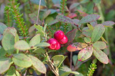 Yeşil yabani yaban mersini (Aşı vitis-idaea) ormandaki yeşil çimlerde taze, kırmızı, olgun yaban mersinleri ile.