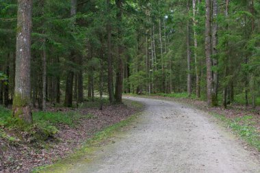 Yol boyunca çam ağacı ormanı ve yürüyüş yolu