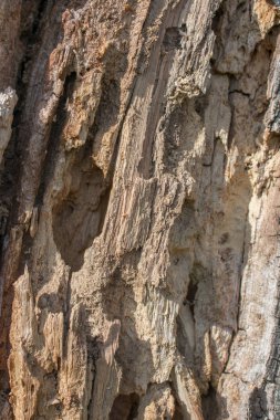 Yaşlı çürümüş, böcek sıkılmış, yenmiş ağacın yüzeyi..