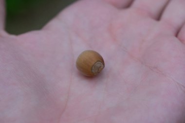 Tek kahverengi, olgun fındıklı palmiye.