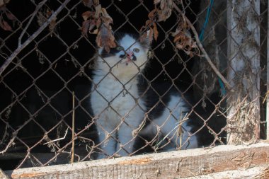 Küçük siyah beyaz kedi, paslı metal parmaklıklardan bakıyor.