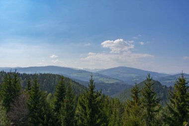 Alplerdeki yeşil köknar ağaçlarının güzel manzarası