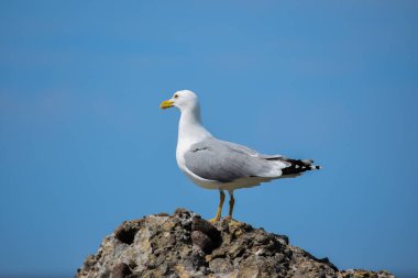 Bir kayanın üzerinde duran yetişkin Avrupa ringa martıları (Larus argentatus). Deniz arkaplanı.