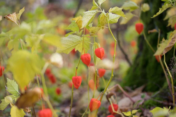 Cereja Bexiga Vermelha Physalis Alkekengi Plantas Com Fundo Outono Verde — Fotografia de Stock