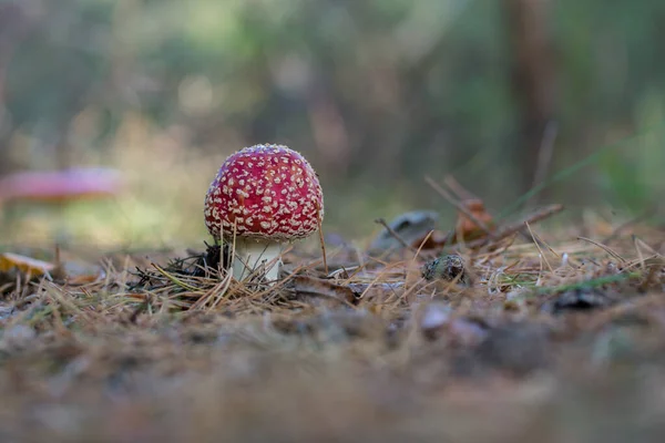 Beau Champignon Agarique Amanita Muscaria Mouche Venimeuse Rouge Dans Forêt — Photo