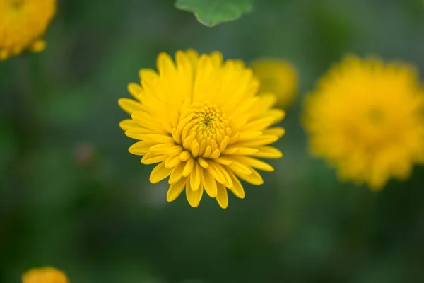 开满鲜花的黄菊花 绿色背景 — 图库照片