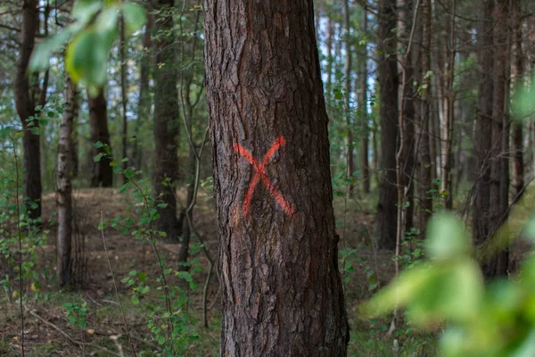 Pinheiro Floresta Marcado Com Vermelho Ser Cortado — Fotografia de Stock