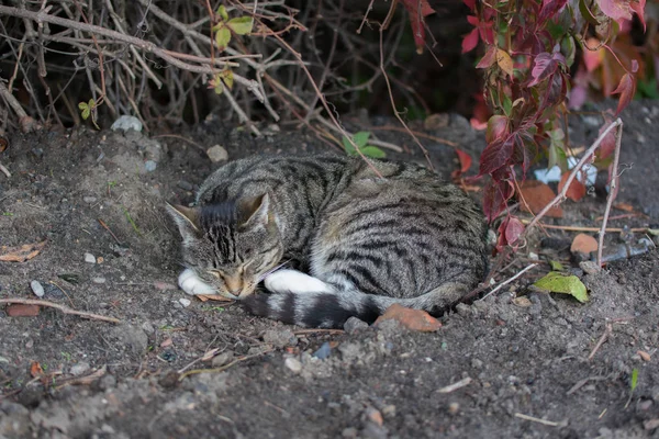 Hermoso Gato Gris Doméstico Con Rayas Negras Durmiendo Suelo Con —  Fotos de Stock