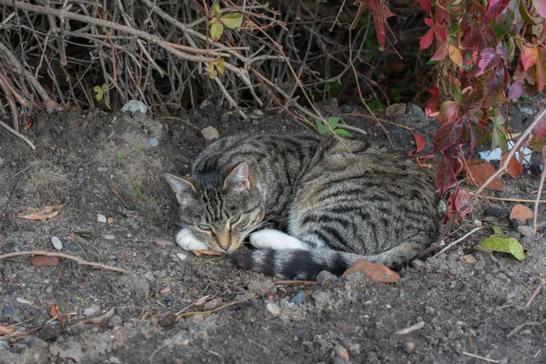 Hermoso Gato Gris Doméstico Con Rayas Negras Durmiendo Suelo Con —  Fotos de Stock