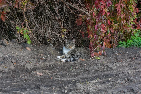 Hermoso Gato Gris Doméstico Con Rayas Negras Colocadas Suelo Con —  Fotos de Stock