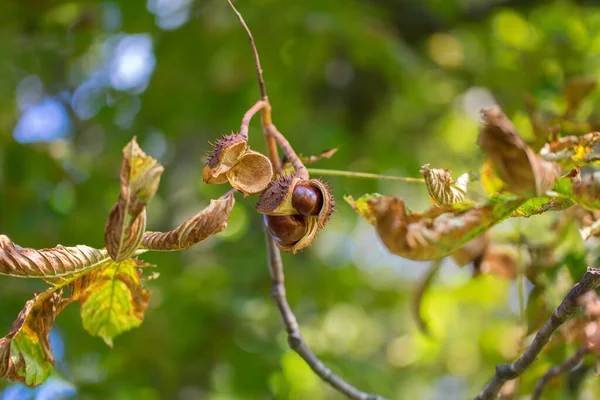 木の枝から吊るされた馬栗 イソキュラスカバスタヌム の殻を開く — ストック写真