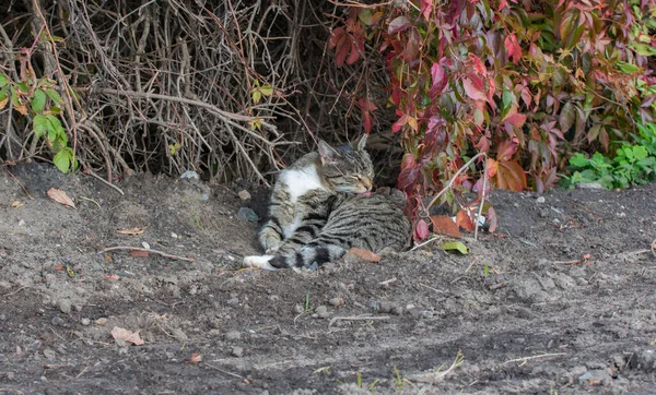 Hermoso Gato Gris Doméstico Con Rayas Negras Tendidas Suelo Lamiéndose —  Fotos de Stock