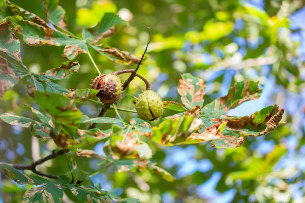 Geöffnete Rosskastanie Aesculus Hippocastanum Conker Schale Hängt Ast — Stockfoto