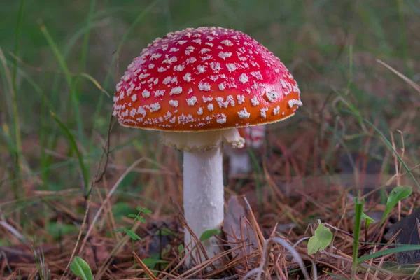 Gyönyörű Piros Mérgező Légy Agaric Amanita Muscaria Gomba Erdőben — Stock Fotó