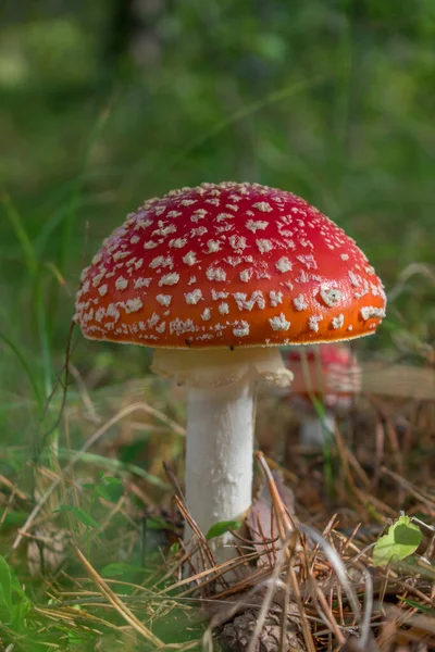 Piękny Czerwony Trujący Grzyb Muchowy Amanita Muscaria Lesie — Zdjęcie stockowe