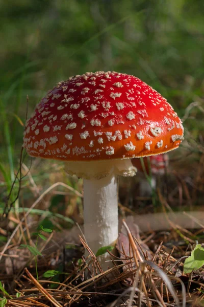 Beau Champignon Agarique Amanita Muscaria Mouche Venimeuse Rouge Dans Forêt — Photo