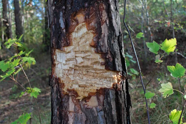 Свежесъеденное Дерево Бобра Лесу — стоковое фото