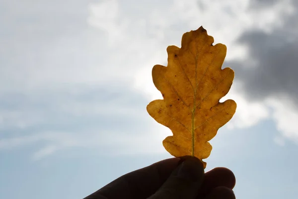 Hand holding yellow autumn oak leaf against cloudy sky.