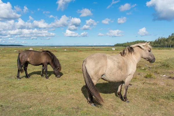 Letonya 'daki Engure Gölü Doğa Parkı' nda vahşi konik polski ya da Polonya ilkel atları. Çimen alanı ve bulutlu mavi gökyüzü arkaplanı.