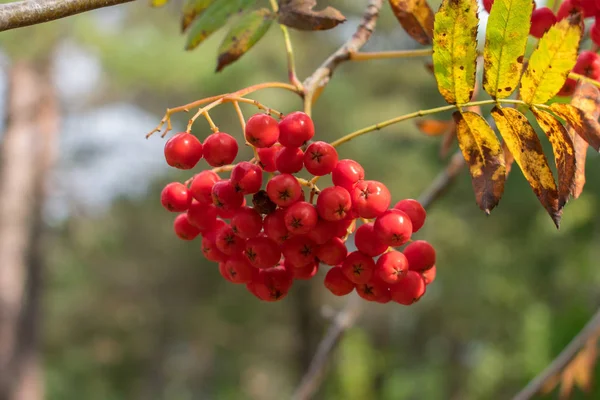 木の小枝からぶら下がっている赤いローワン ソルバス オークパリア の果実の束 緑の背景 — ストック写真