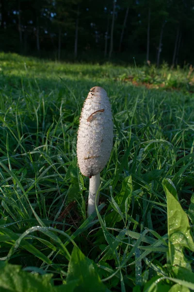 Capota Tinta Desgrenhada Branca Grande Única Coprinus Comatus Grama Verde — Fotografia de Stock