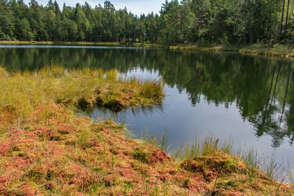 Landskap Vackra Myrsjö Med Grön Skog Och Blå Himmel Bakgrund — Stockfoto