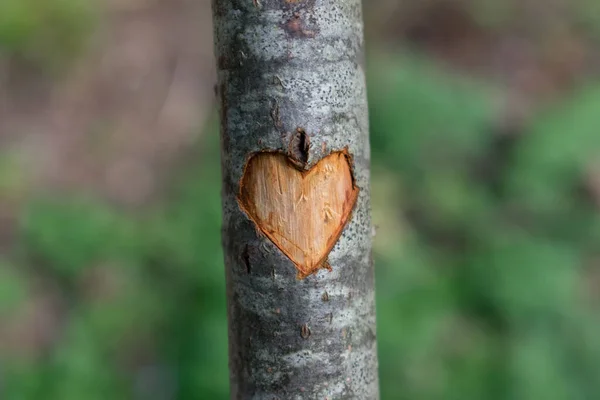 Símbolo Coração Esculpido Árvore Verde Fundo Floresta Embaçada — Fotografia de Stock