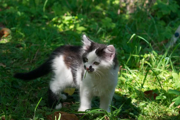 Petit Chaton Noir Blanc Marchant Travers Herbe Verte — Photo