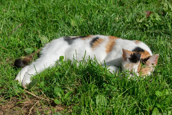 Tri Color Gato Doméstico Durmiendo Verde Hierba —  Fotos de Stock