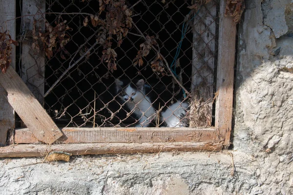 Μικρό Ασπρόμαυρο Γατάκι Που Κοιτάζει Μέσα Από Σκουριασμένο Μεταλλικό Φράχτη — Φωτογραφία Αρχείου