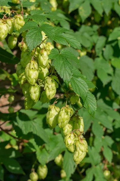 Brotes Verdes Hojas Lúpulo Común Humulus Lupulus —  Fotos de Stock