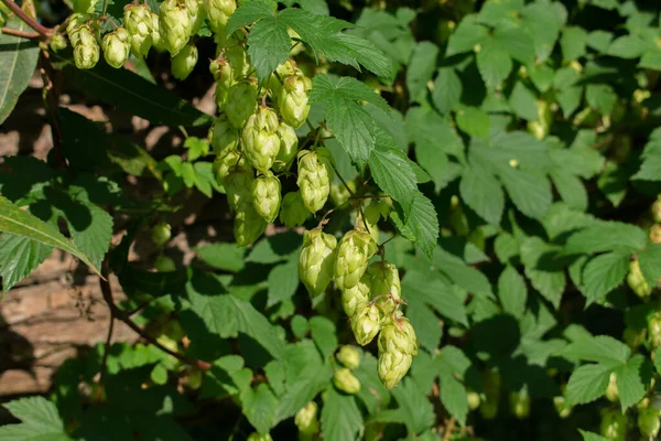 Germogli Foglie Verdi Luppolo Comune Humulus Lupulus — Foto Stock