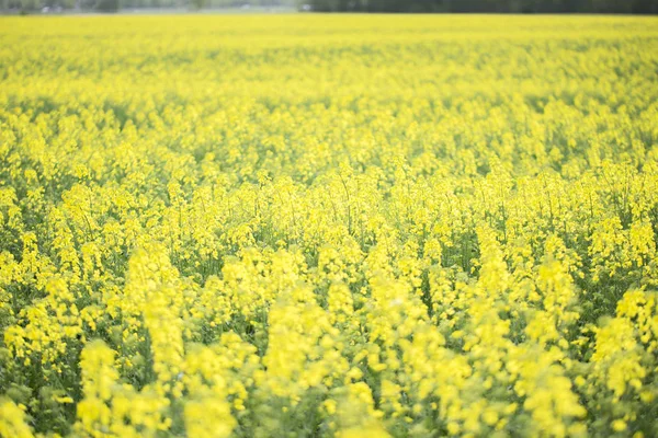 Blossoming Golden Rape Field Flowering Rapeseed — Stock Photo, Image