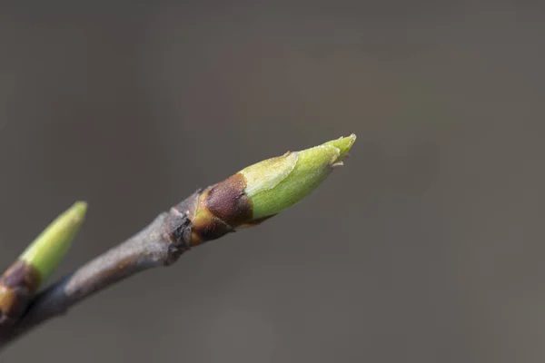 Brotes Primavera Verdes Una Rama Árbol —  Fotos de Stock