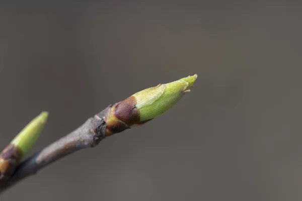 Bourgeons Verts Printemps Sur Une Branche Arbre — Photo