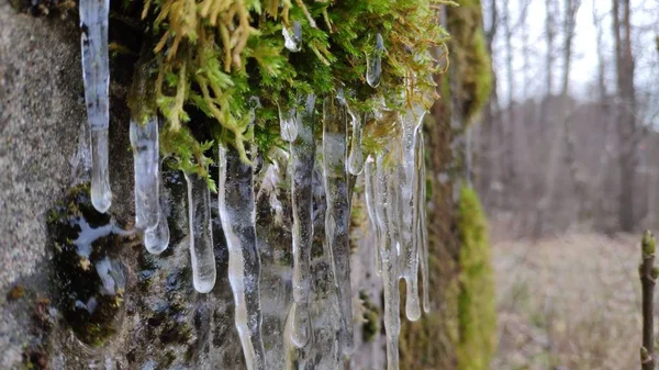 Binadan Aşağı Süzülen Buz Saçakları Üzerinde Büyüyen Yosunlar — Stok fotoğraf