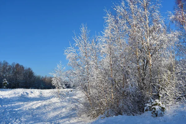 Paisaje Invernal Terreno Árboles Cubiertos Nieve Cielo Azul — Foto de Stock