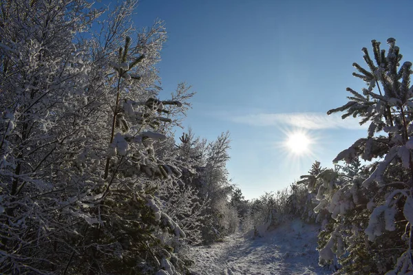 Bosque Invierno Con Árboles Cubiertos Nieve Sol Que Brilla Desde — Foto de Stock