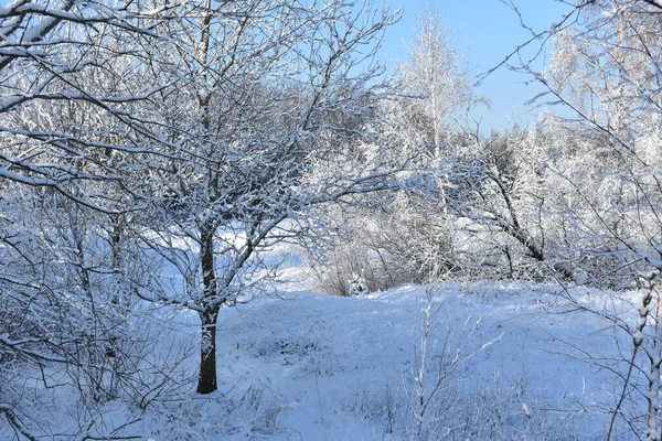 Paisaje Invernal Terreno Árboles Cubiertos Nieve Cielo Azul — Foto de Stock